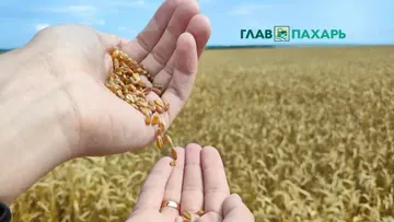 Элеваторы и кооперация сельхозпроизводителей: как преодолеть «продажу с колёс» в сезон уборки — мнение